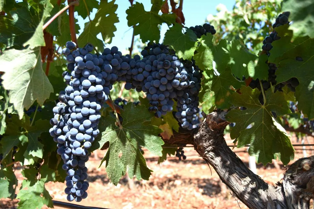 Mallorca: Guided Winery Tour + Transfer + Wine Tasting