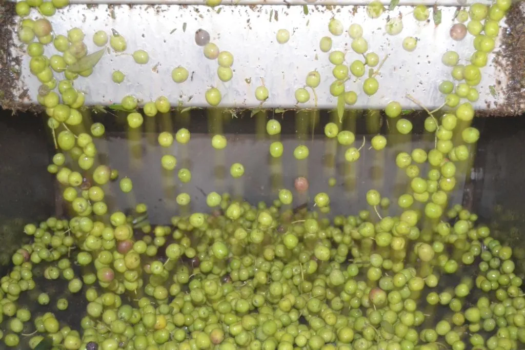 Mallorca: Winery & Olive Mill Guided Tour + Tastings + Roundtrip Transfer
