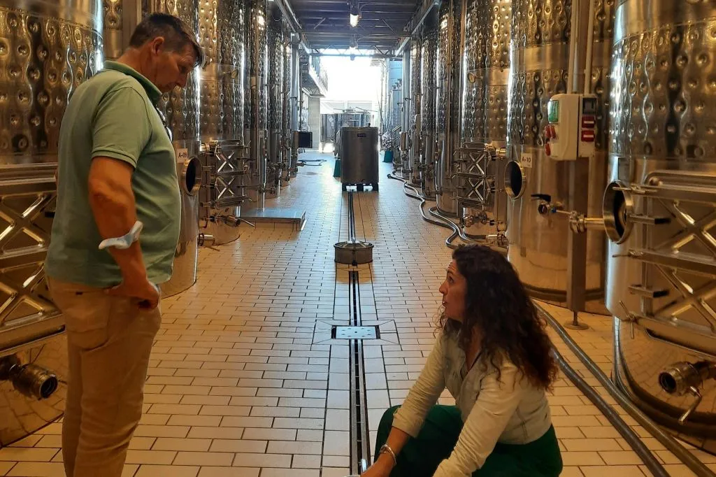 Mallorca: Winery & Olive Mill Guided Tour + Tastings + Roundtrip Transfer