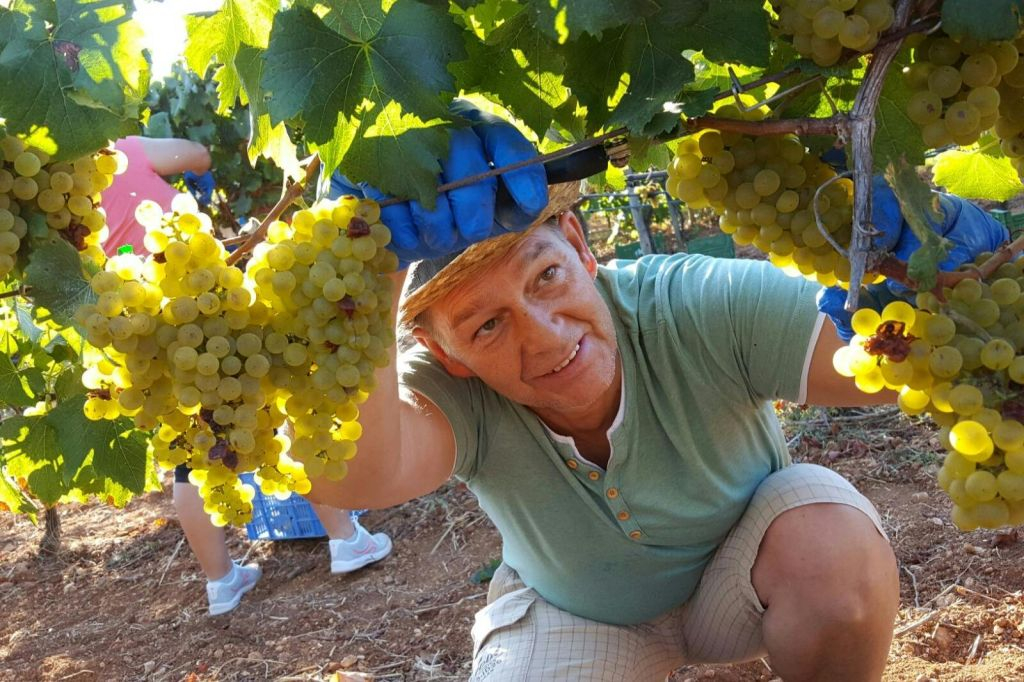 Mallorca: Visita guiada a Bodegas y Almazara + Catas + Traslado de ida y vuelta