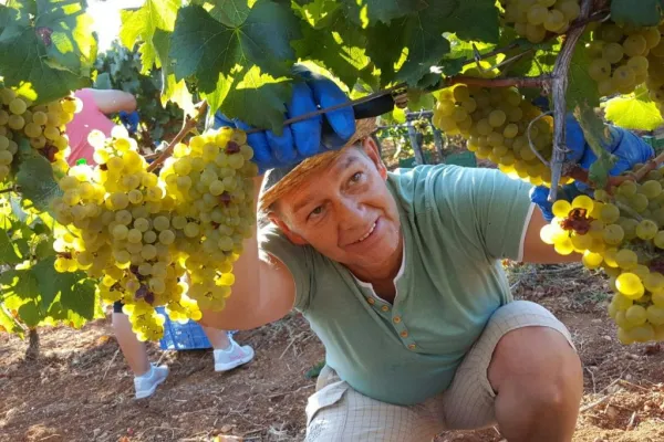 Mallorca: Visita guiada a Bodegas y Almazara + Catas + Traslado de ida y vuelta