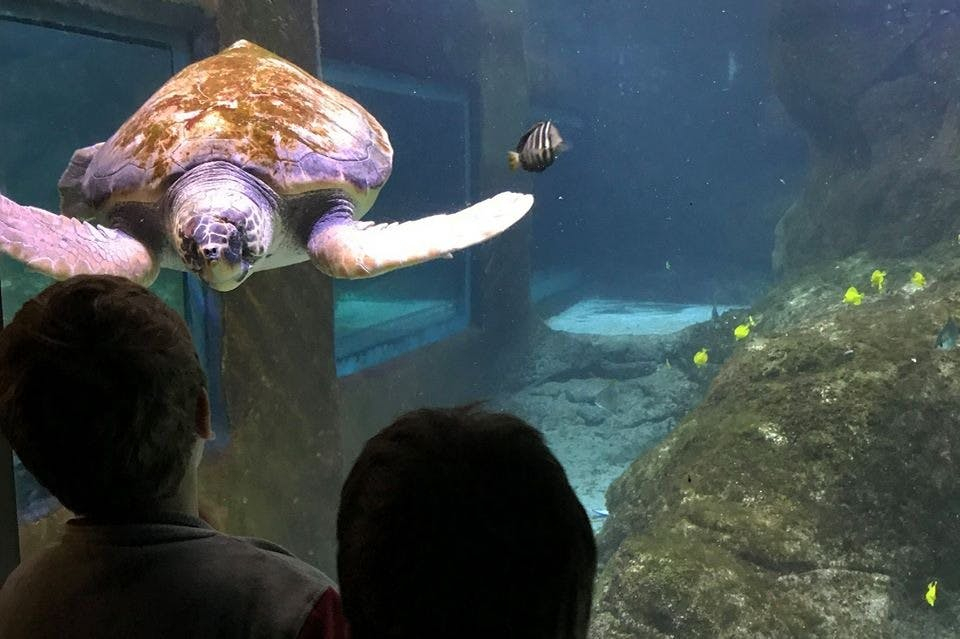 Marineland Mallorca: Entrada sin colas
