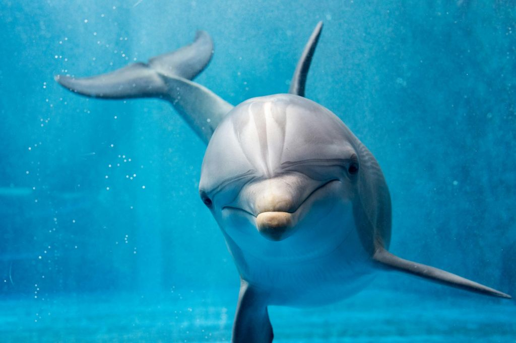 Marineland Mallorca: Entrada sin colas