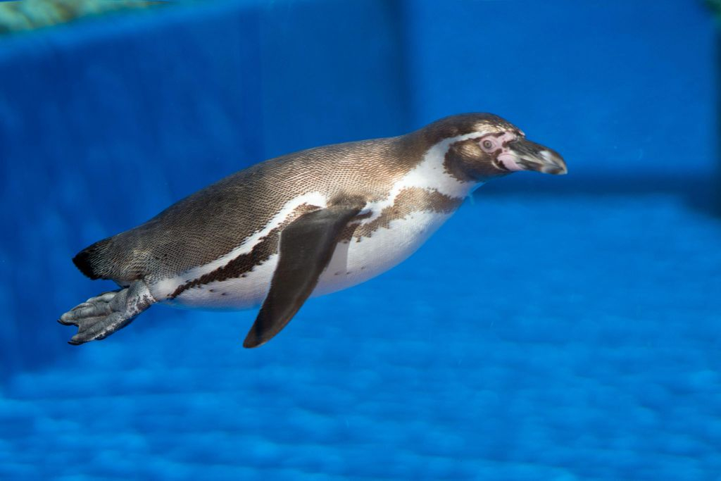 Marineland Mallorca: Entrada sin colas