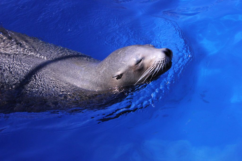 Marineland Mallorca: Entrada sin colas