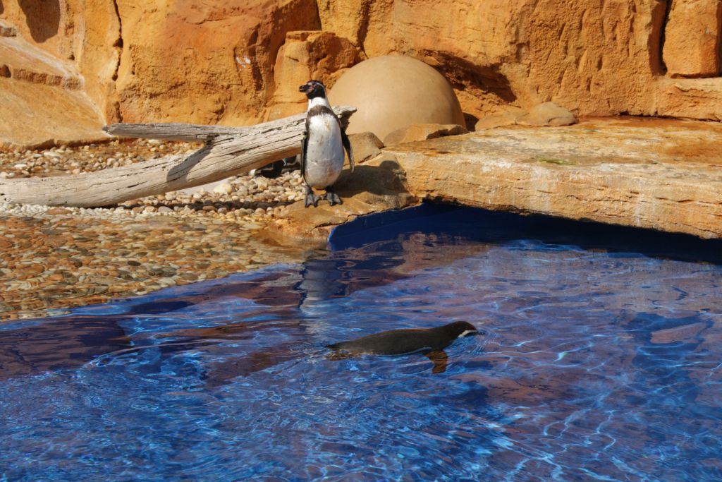 Marineland Mallorca: Entrada sin colas