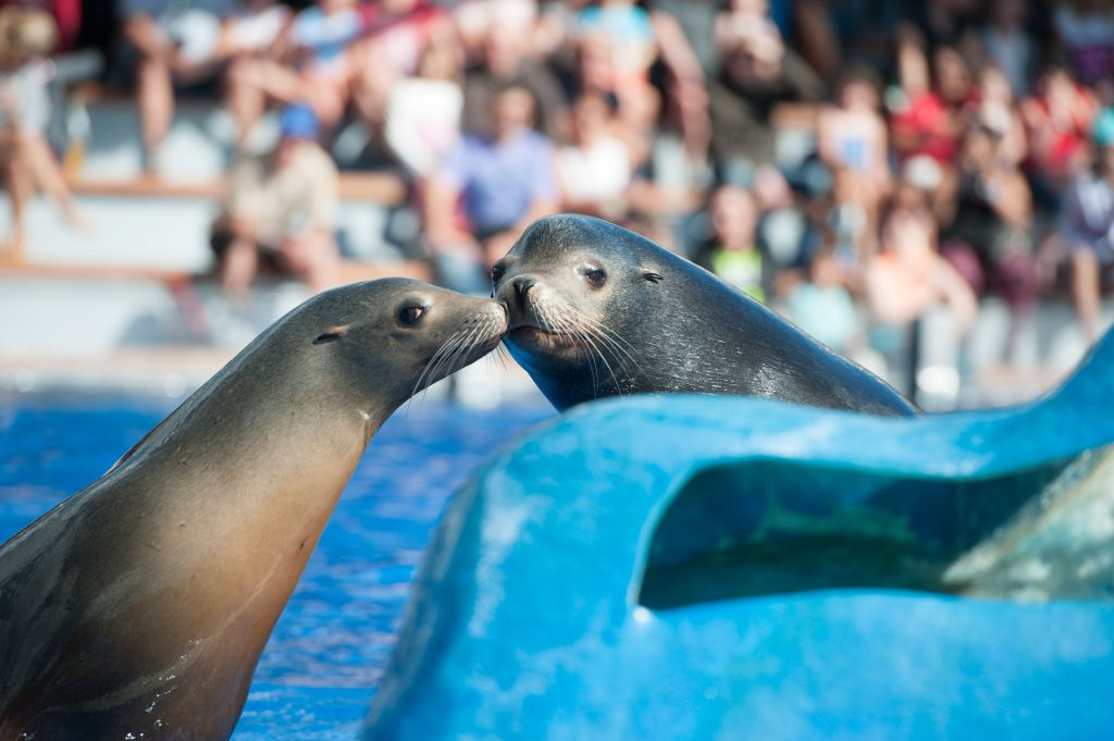 Marineland Mallorca: Entrada sin colas