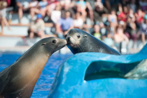 Marineland Mallorca: Entrada sin colas