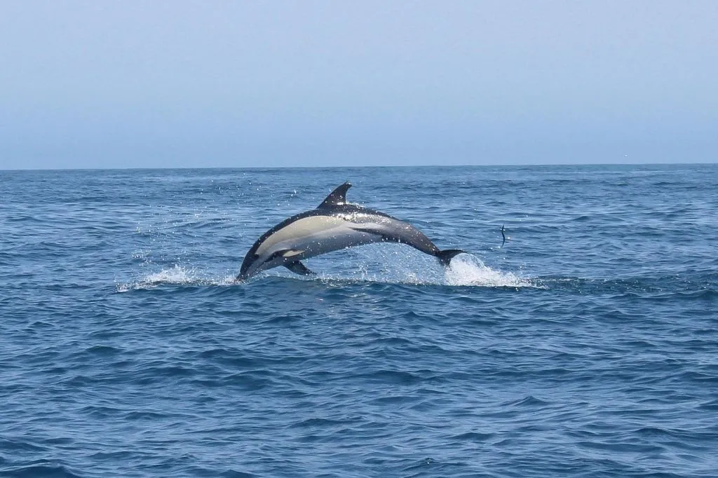 Sagres: Visita guiada para observação de golfinhos