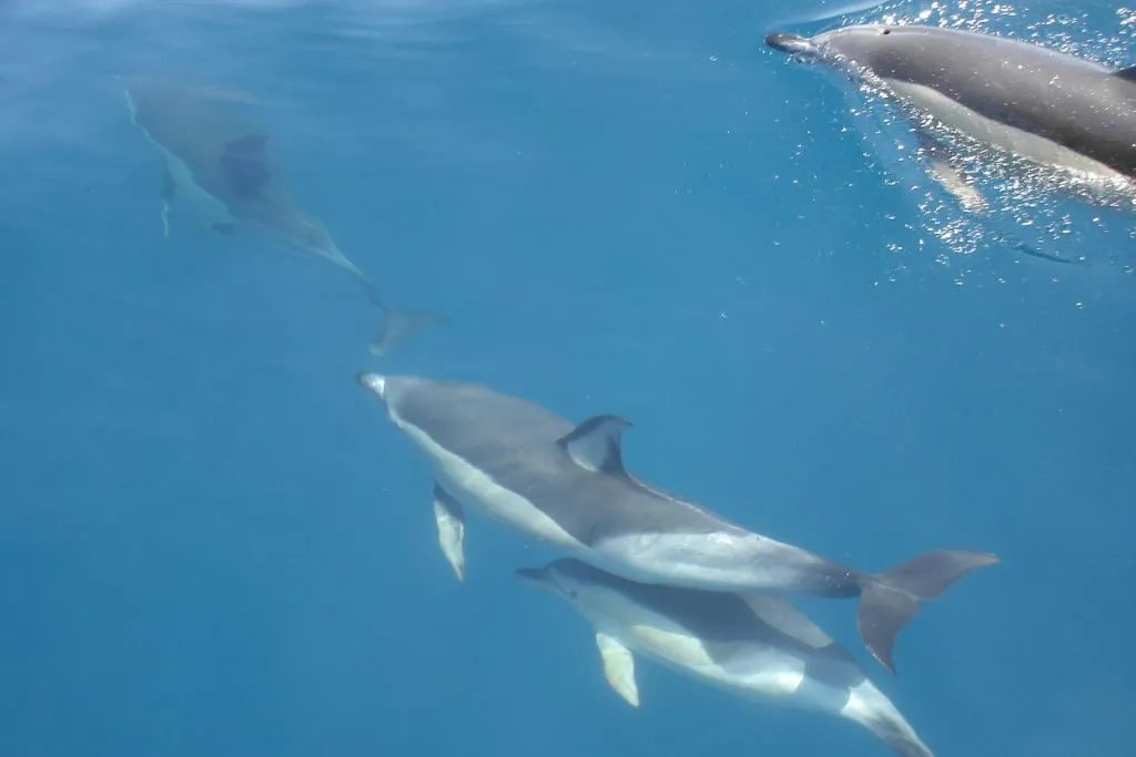 Sagres: Visita guiada para observação de golfinhos
