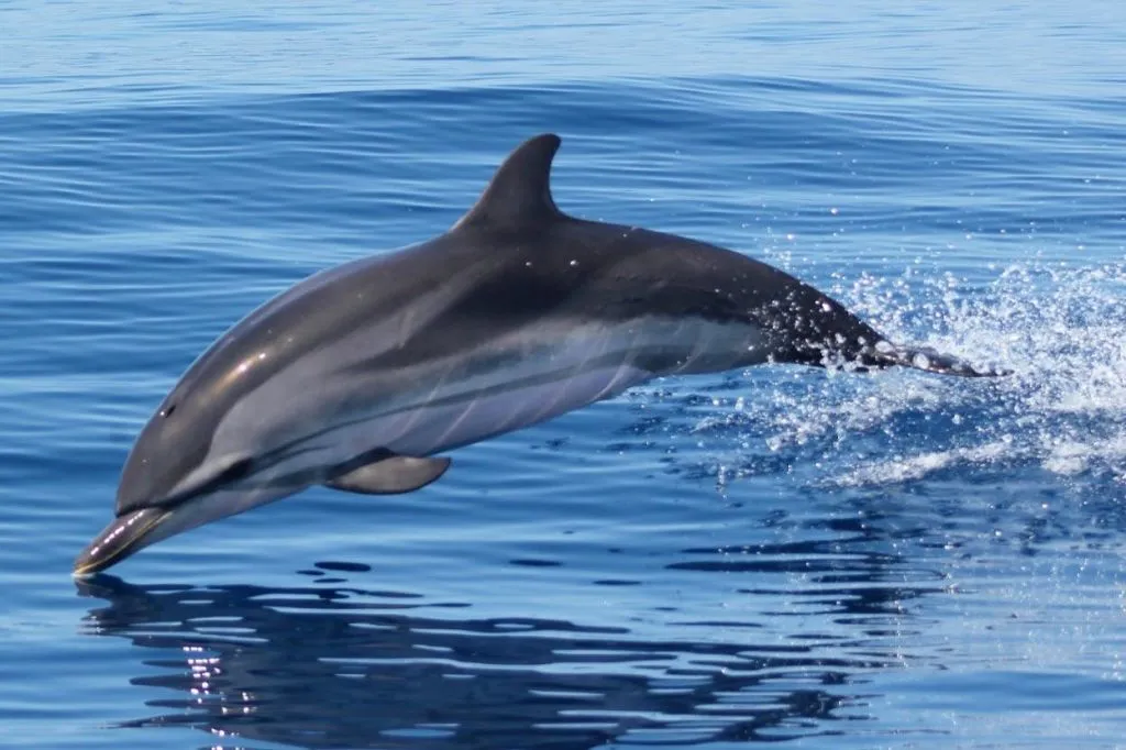 Sagres: Visita guiada para observação de golfinhos