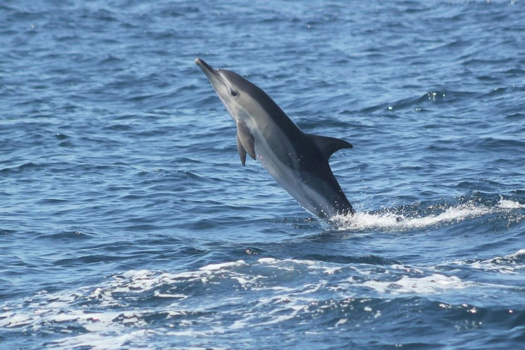 Sagres: Visita guiada para observação de golfinhos