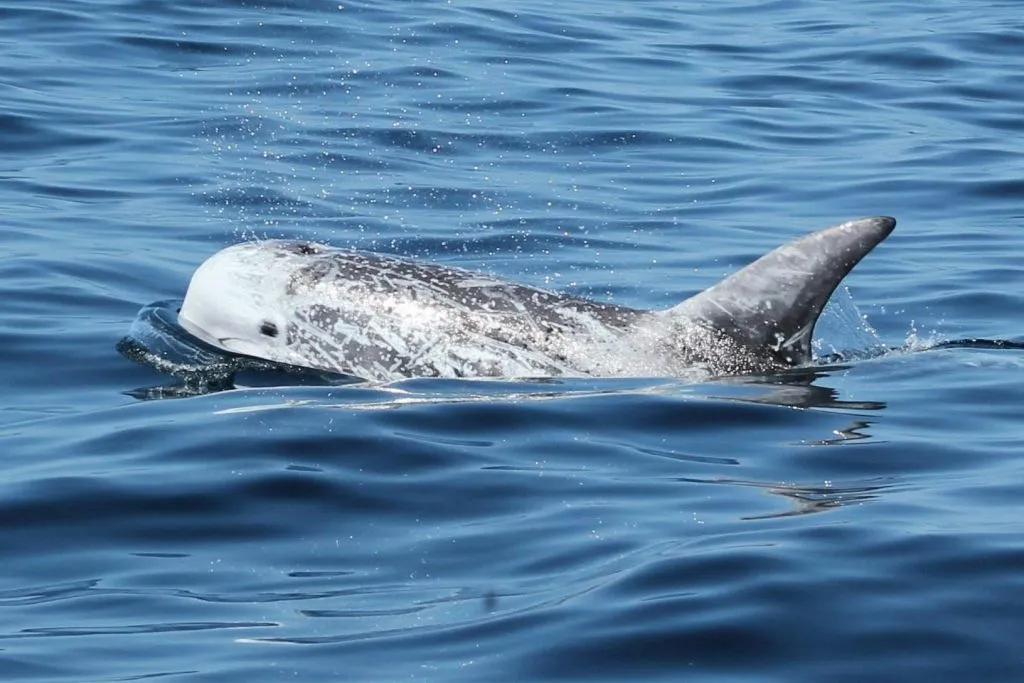 Sagres: Visita guiada para observação de golfinhos