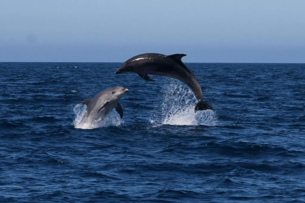 Sagres: Visita guiada para observação de golfinhos