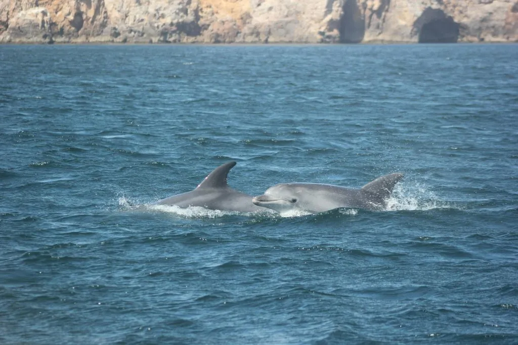 Sagres: Visita guiada para observação de golfinhos
