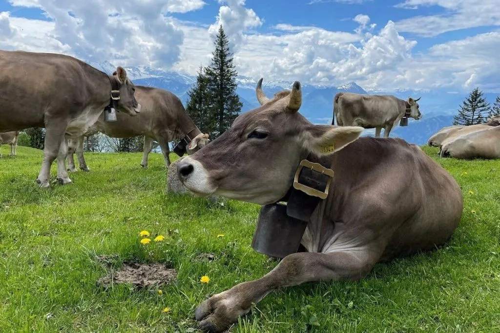 Rigi - Rainha das Montanhas de Lucerna