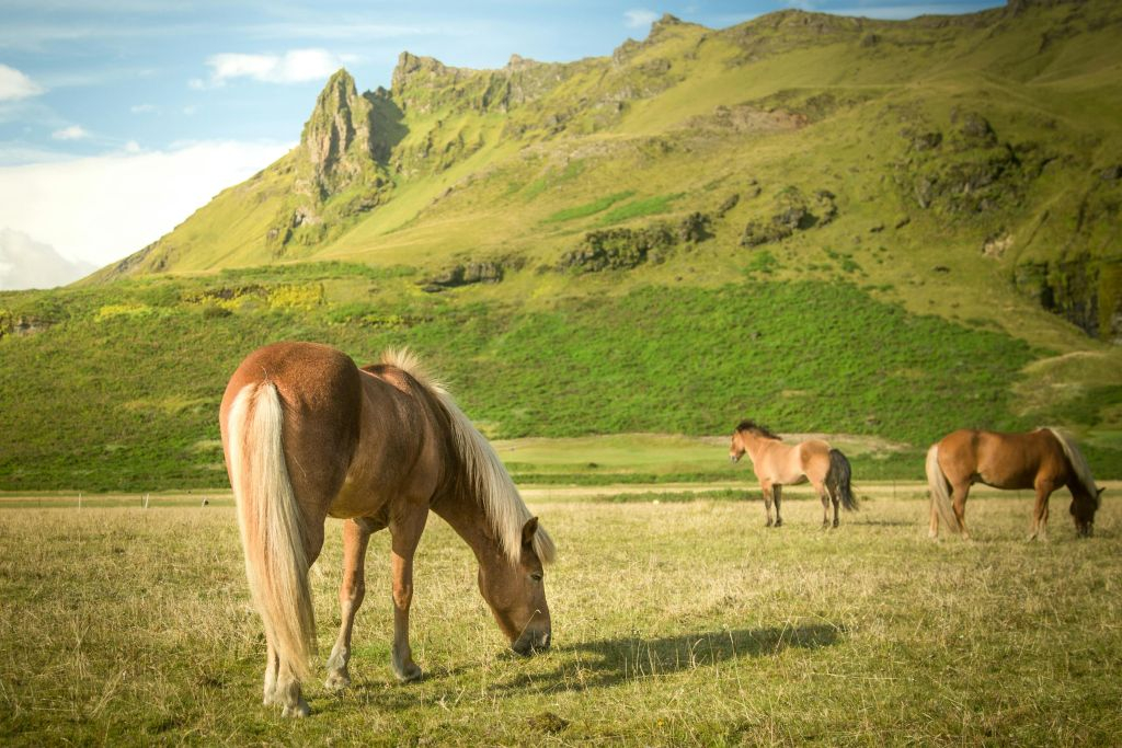 FlyOver Iceland: Entry Ticket