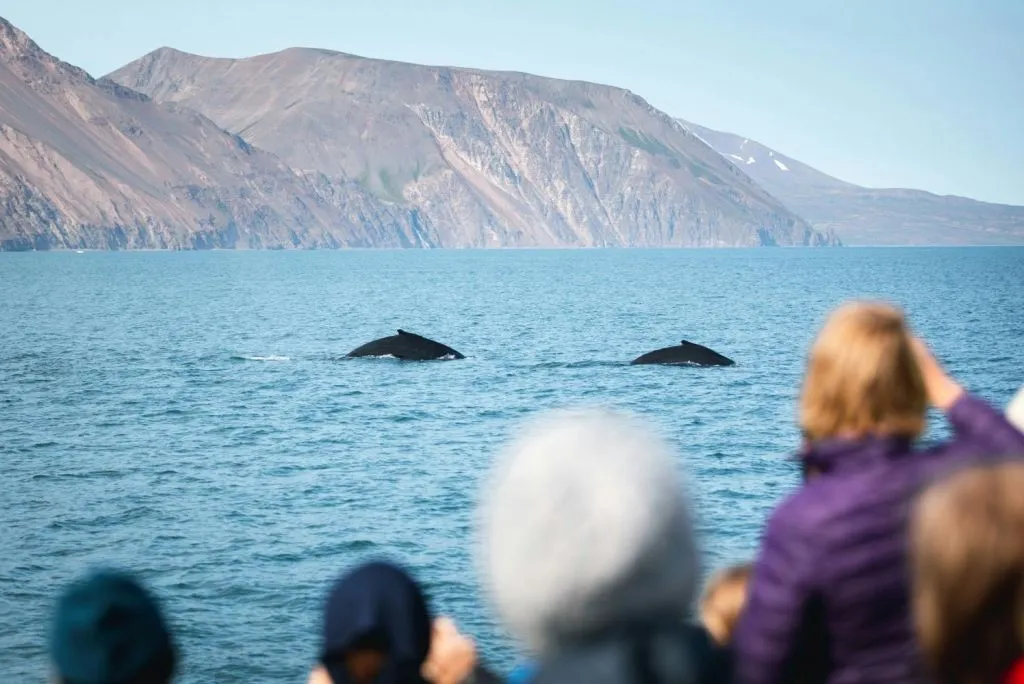 Husavík: Passeio de observação de baleias + lanche