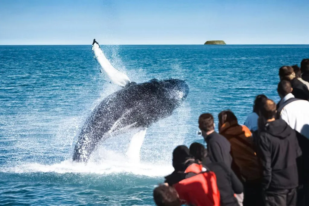 Husavík: Passeio de observação de baleias + lanche