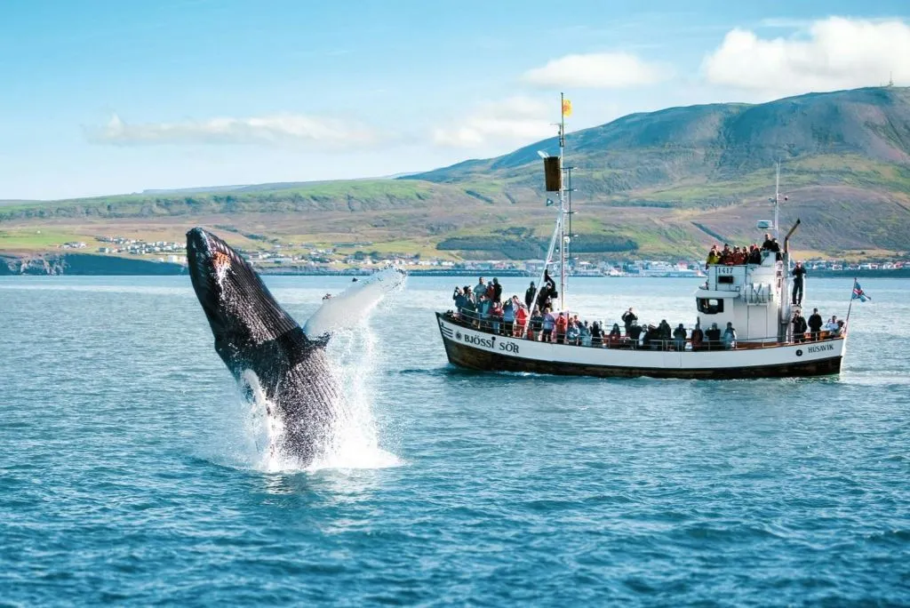 Husavík: Passeio de observação de baleias + lanche