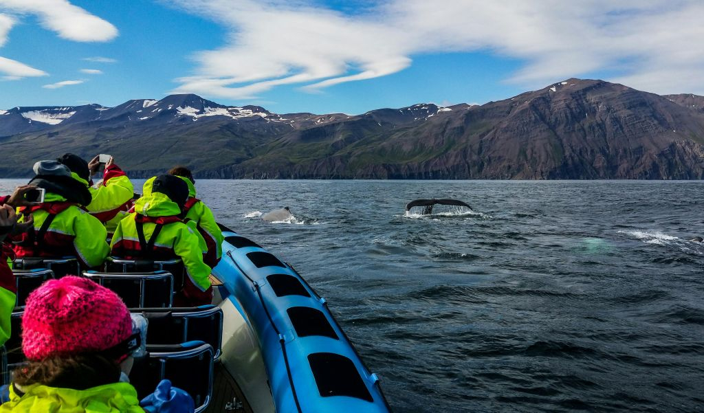 Husavík: Passeio de observação de baleias e papagaios-do-mar em uma lancha RIB