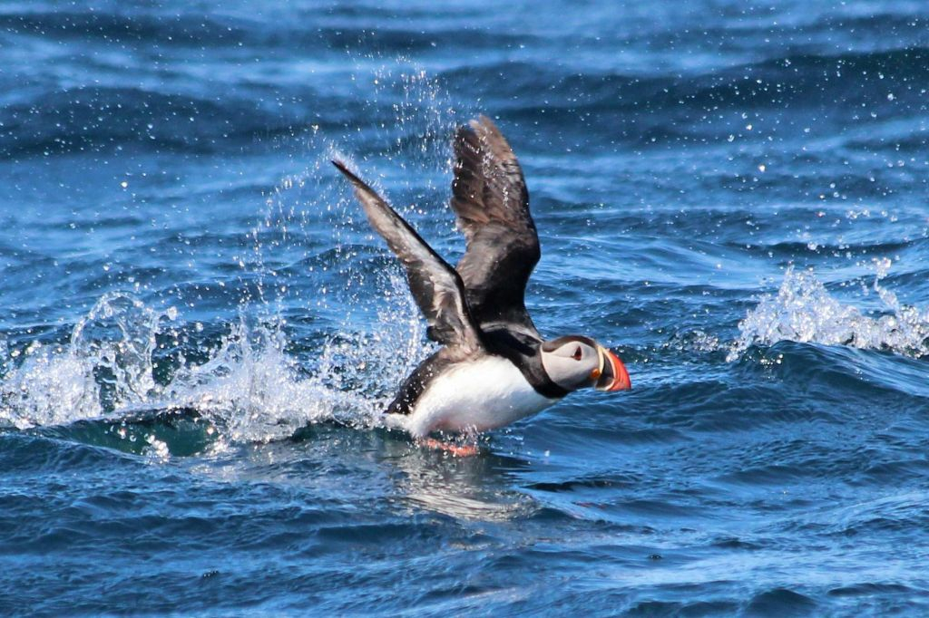 Husavík: Passeio de observação de baleias e papagaios-do-mar em uma lancha RIB