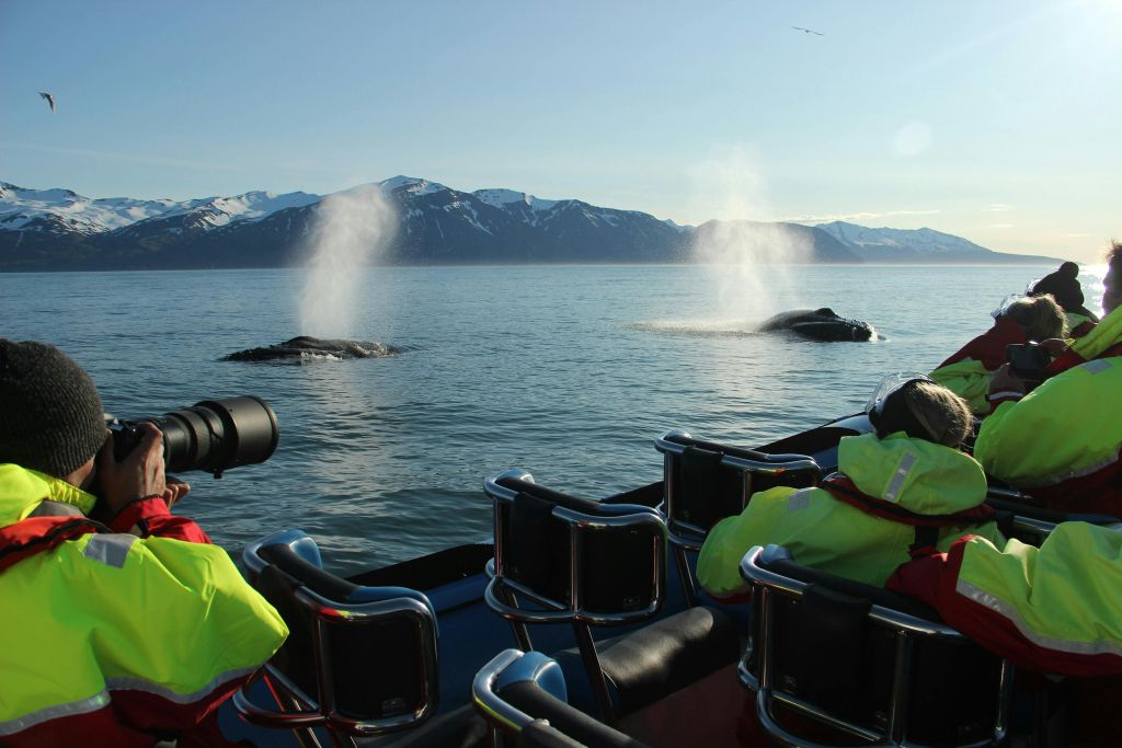 Husavík: Passeio de observação de baleias e papagaios-do-mar em uma lancha RIB