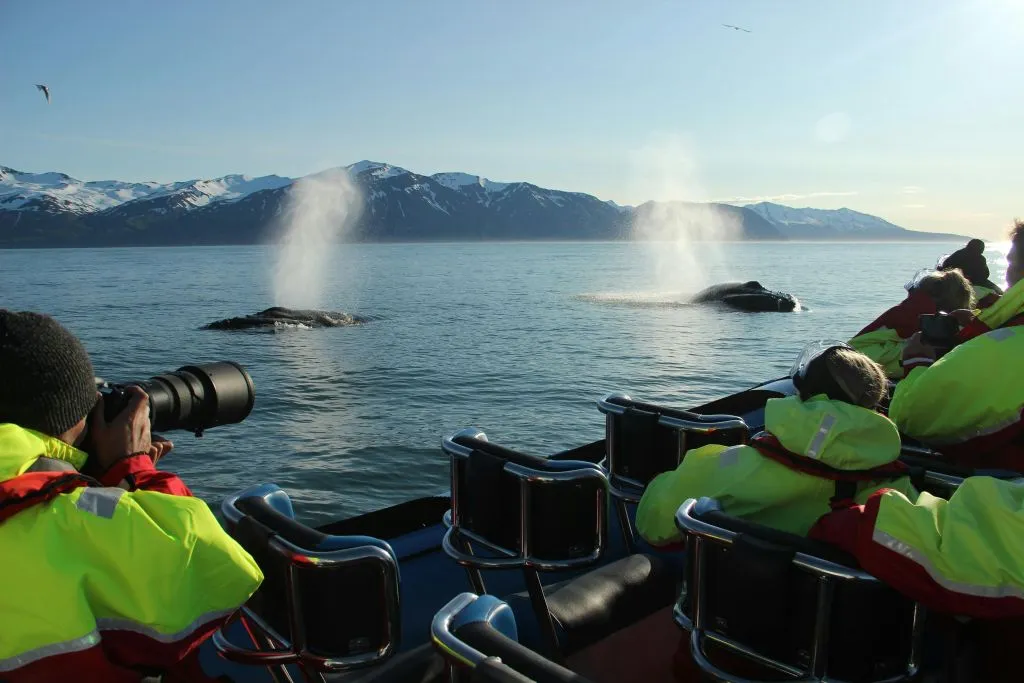 Husavík: Passeio de observação de baleias e papagaios-do-mar em uma lancha RIB