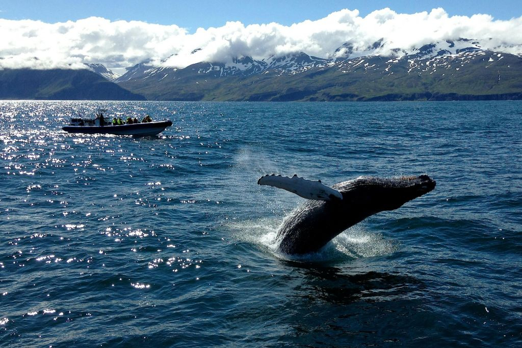 Husavík: Passeio de observação de baleias e papagaios-do-mar em uma lancha RIB