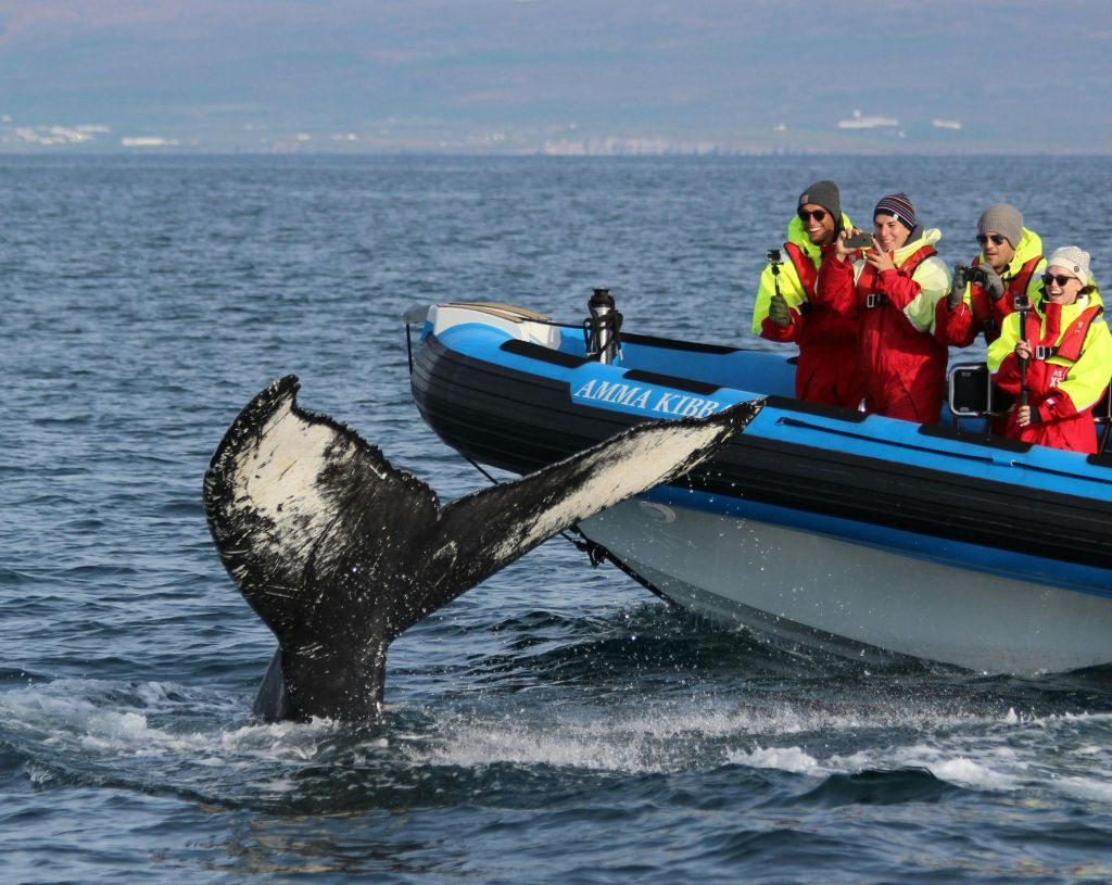 Husavík: Passeio de observação de baleias e papagaios-do-mar em uma lancha RIB
