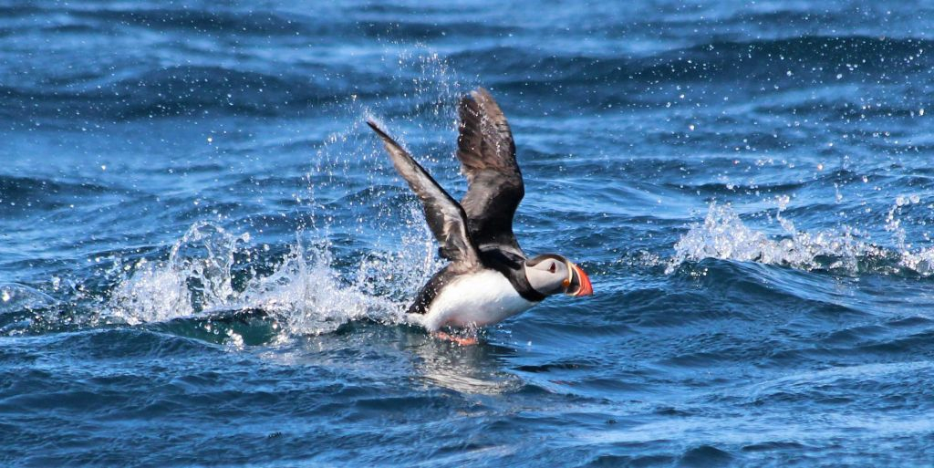 Husavík: Passeio de observação de baleias e papagaios-do-mar em uma lancha RIB