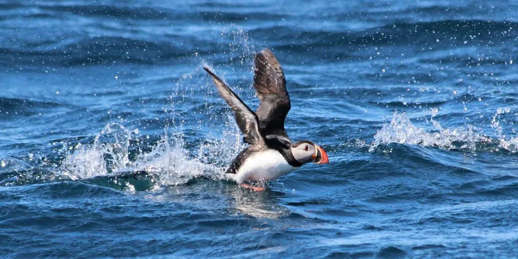 Husavík: Passeio de observação de baleias e papagaios-do-mar em uma lancha RIB