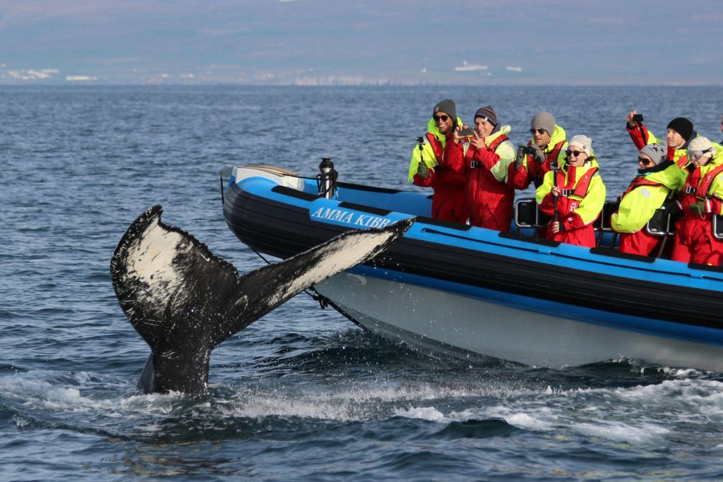 Husavík: Passeio de observação de baleias e papagaios-do-mar em uma lancha RIB