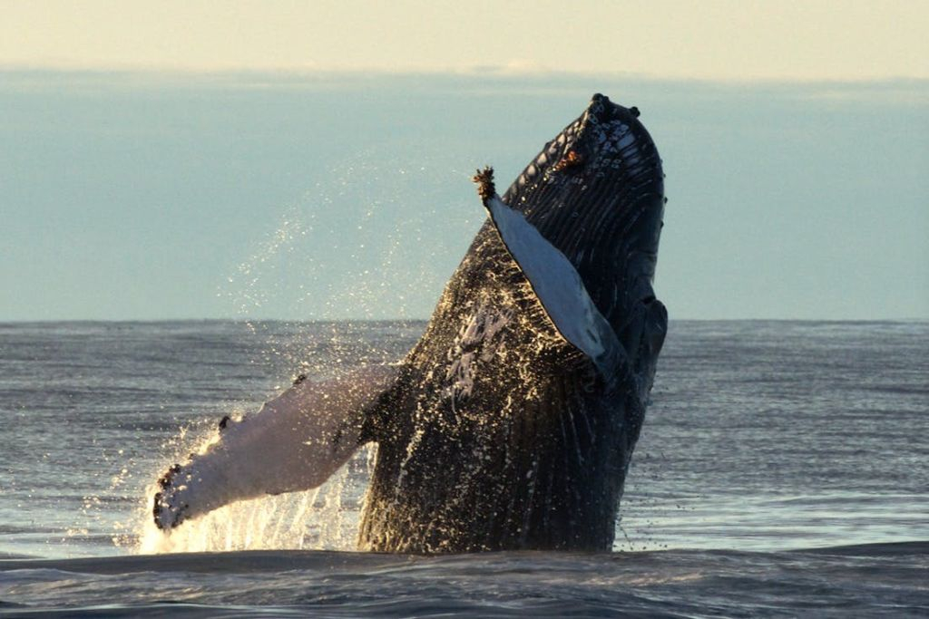 Husavík: Passeio de observação de baleias e papagaios-do-mar em uma lancha RIB