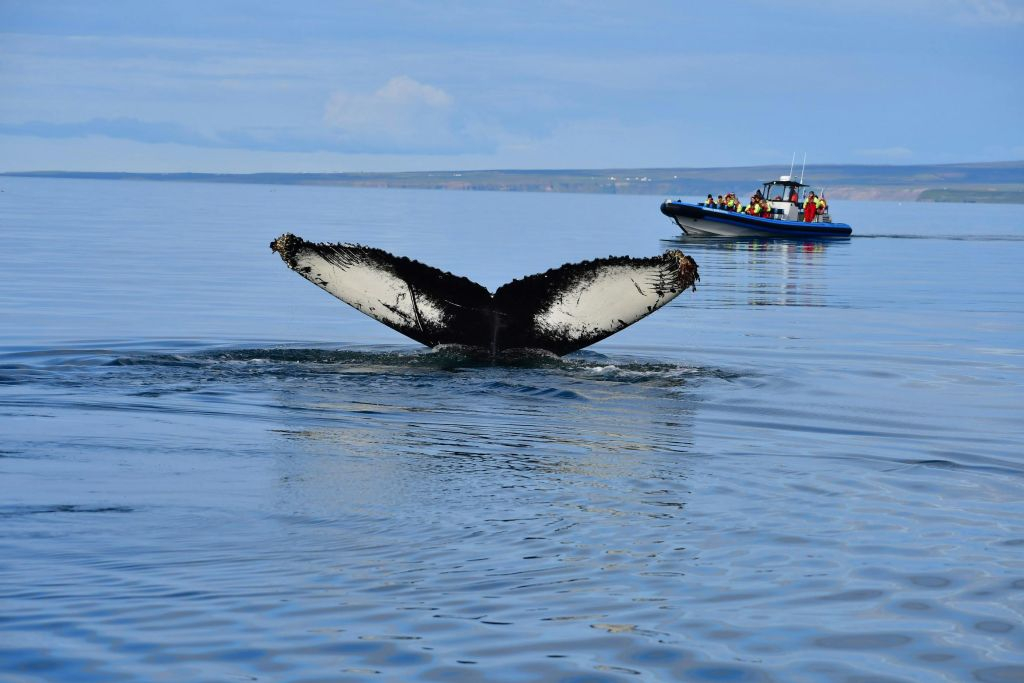 Husavík: Passeio de observação de baleias e papagaios-do-mar em uma lancha RIB