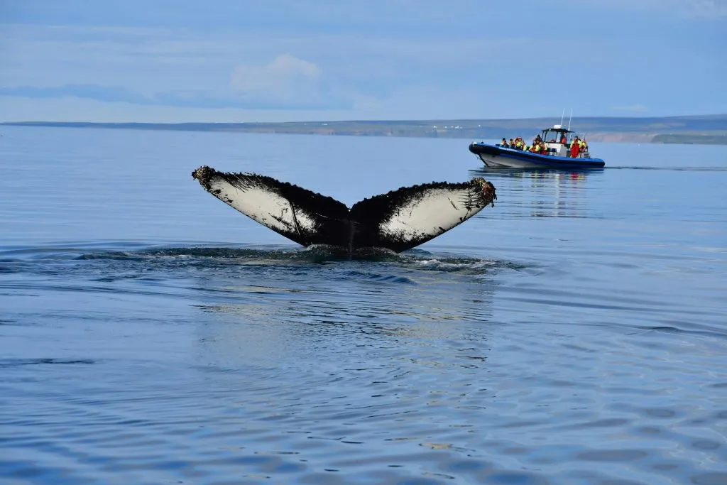 Husavík: Passeio de observação de baleias e papagaios-do-mar em uma lancha RIB