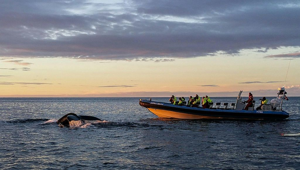 Husavík: Passeio de observação de baleias e papagaios-do-mar em uma lancha RIB