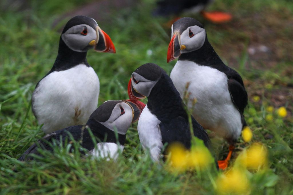 Husavík: Passeio de observação de baleias e papagaios-do-mar em uma lancha RIB