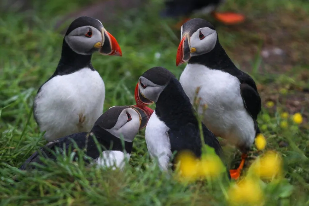 Husavík: Passeio de observação de baleias e papagaios-do-mar em uma lancha RIB