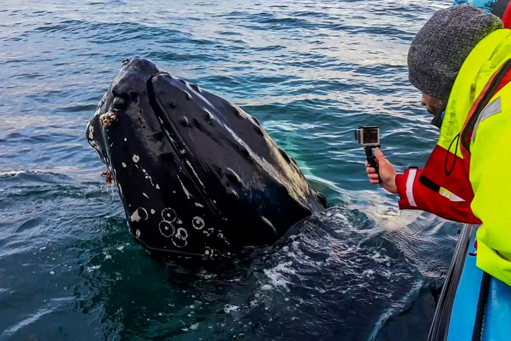 Husavík: Passeio de observação de baleias e papagaios-do-mar em uma lancha RIB