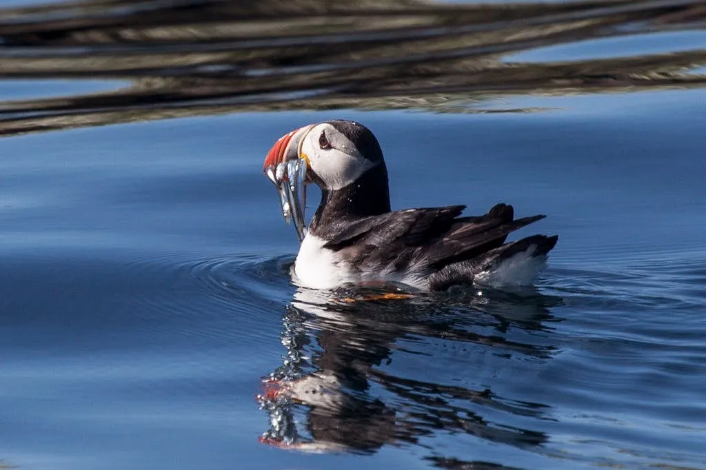 Reykjavik: Observação de baleias e passeio de puffin