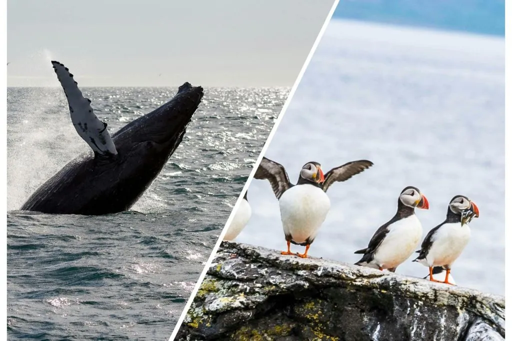 Reykjavik: Observação de baleias e passeio de puffin