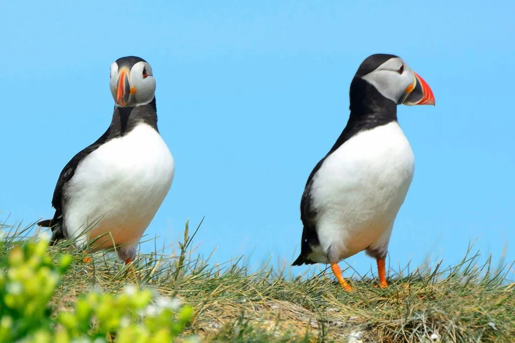 Reykjavik: Observação de baleias e passeio de puffin
