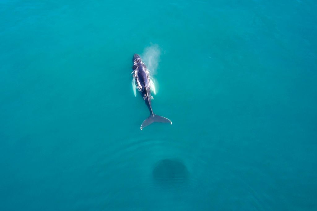 Avistamiento de ballenas