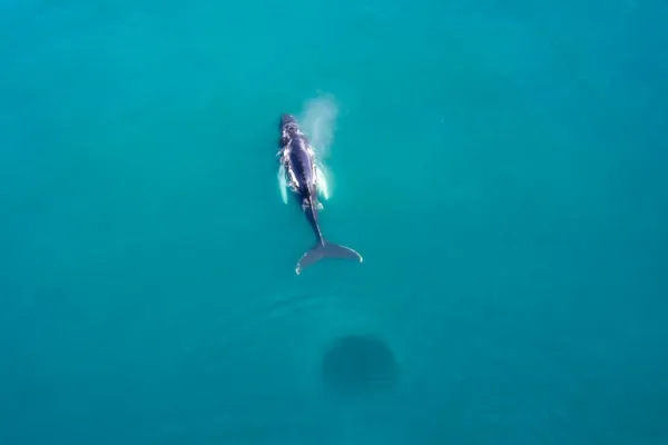 Avistamiento de ballenas