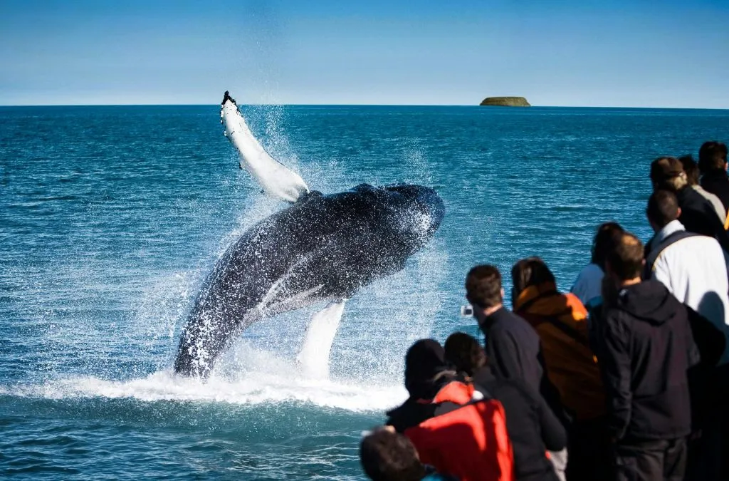Husavík: Passeio de observação de baleias e papagaios-do-mar + lanche