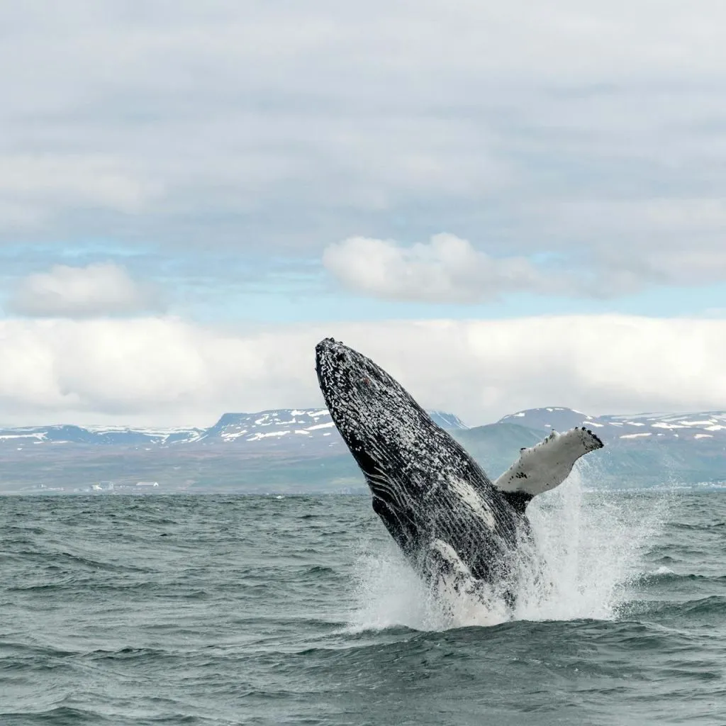 Husavík: Passeio de observação de baleias e papagaios-do-mar + lanche