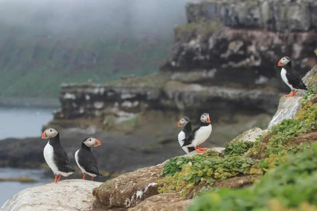Husavík: Passeio de observação de baleias e papagaios-do-mar + lanche