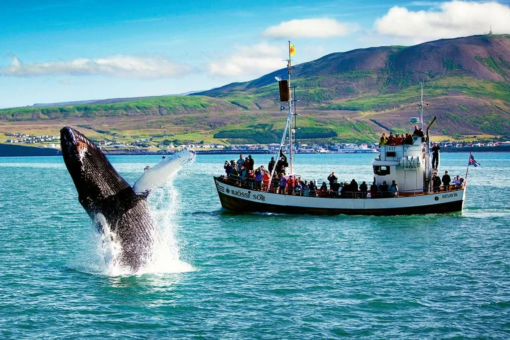 Husavík: Passeio de observação de baleias e papagaios-do-mar + lanche