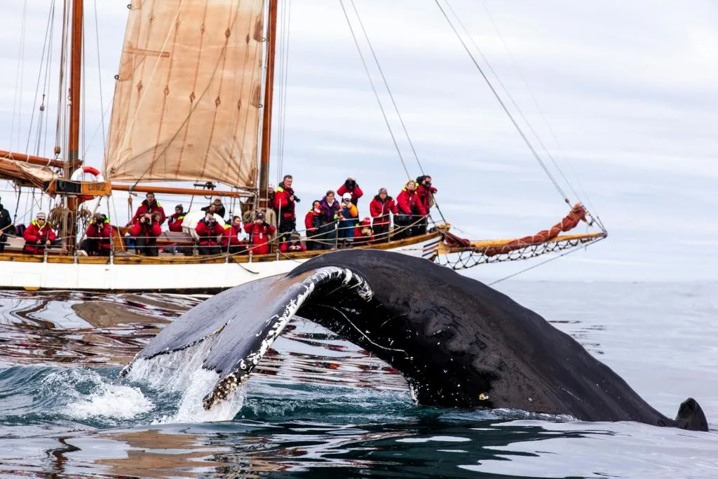 Husavík: Passeio de observação de baleias e papagaios-do-mar + lanche